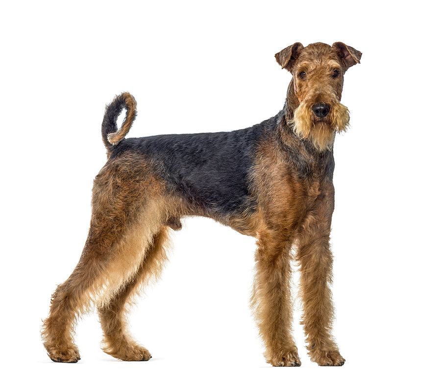 airedale terrier dog © bigstockphoto.com / Life on White