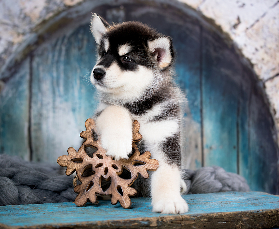 Alaskan Malamute puppy © bigstockphoto.com / Lilun