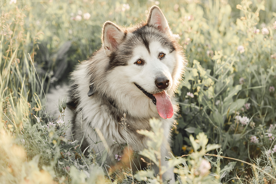 Alaskan malamute © bigstockphoto.com / tan4ikk