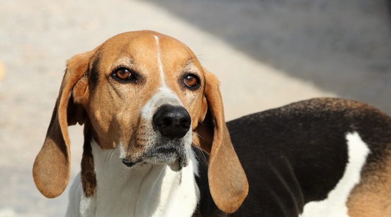 Close-up of the face of an American Foxhound © bigstockphoto.com / sgbrown