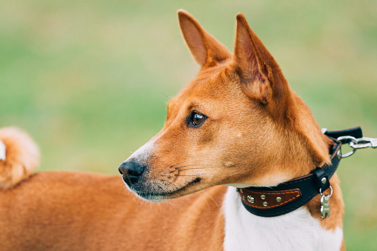 Basenji Breed profile and facts