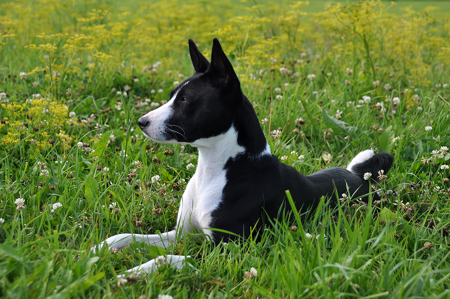 black basenji dog is lying on field on green grass © bigstockphoto.com / Zanna Pesnina