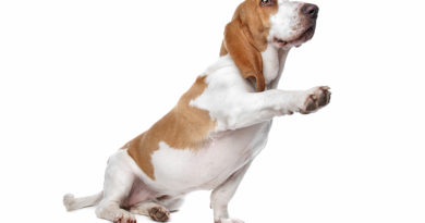 Basset Hound breed profile, characteristics and facts