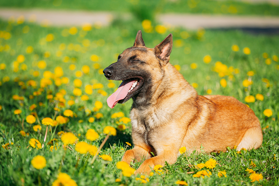 Malinois Dog Sitting Outdoors In Green Spring Meadow