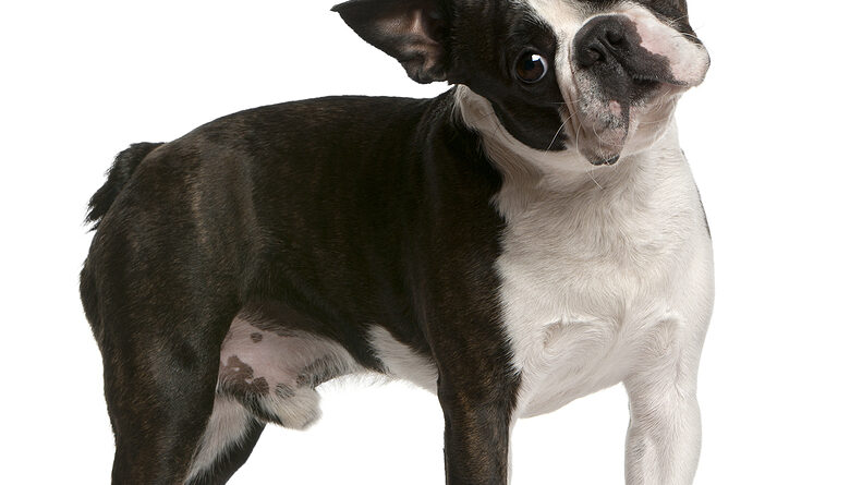 Boston Terrier: Breed profile, characteristics and facts