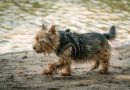 Cairn Terrier Breed profile, characteristics and facts