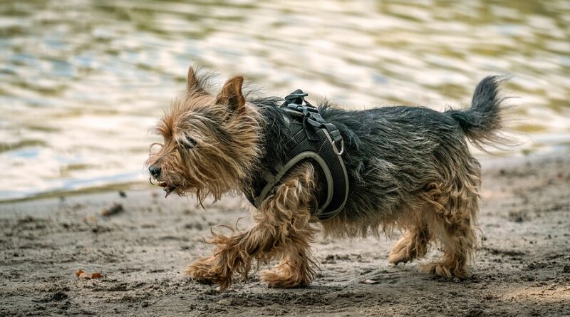 Cairn Terrier Breed profile, characteristics and facts