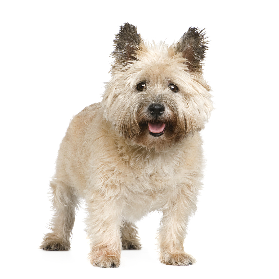 Cairn Terrier Breed profile, characteristics and facts © bigstockphoto.com / Life on White