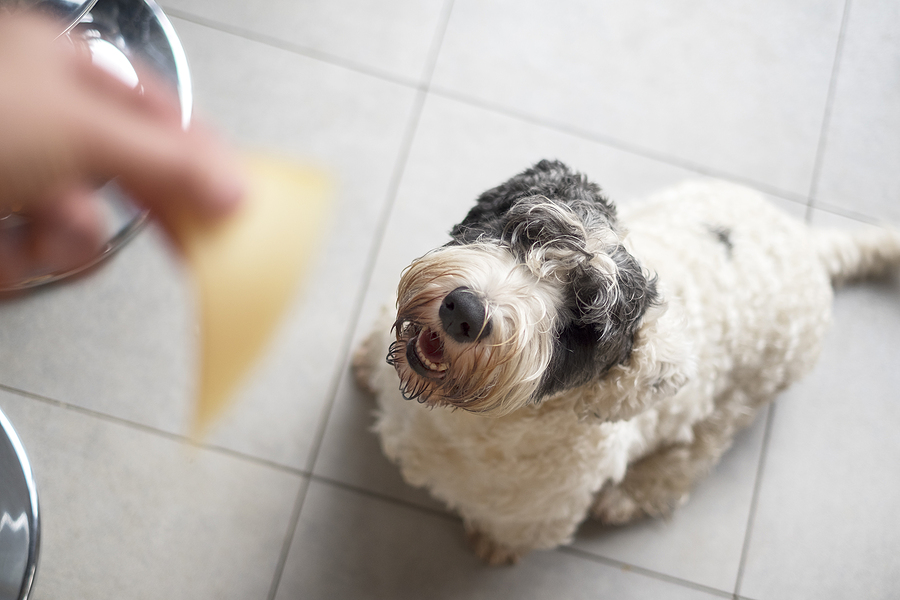 A dog waiting for cheese © bigstockphoto.com / victoras