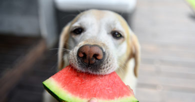 Labrador retriever eats watermelon © bigstockphoto.com / anna_pt