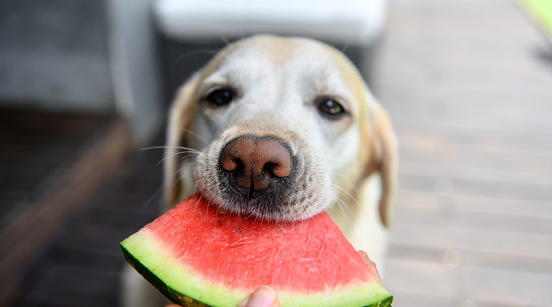 Labrador retriever eats watermelon © bigstockphoto.com / anna_pt