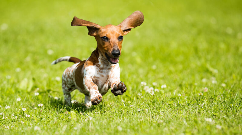 Dachshund: Breed profile, characteristics and facts