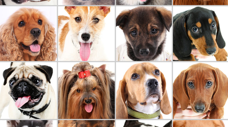 Dog portraits collage © bigstockphoto.com / Yastremska