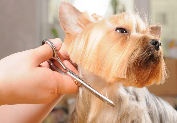 grooming for dogs © bigstockphoto.com / scorpp