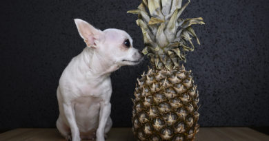 Can dogs eat pineapple © bigstockphoto.com / Sergey_M
