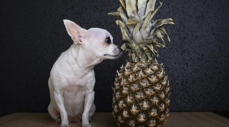 Can dogs eat pineapple © bigstockphoto.com / Sergey_M