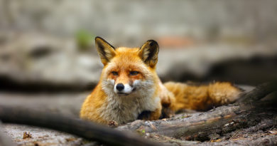 fox names © bigstockphoto.com / Arepiv