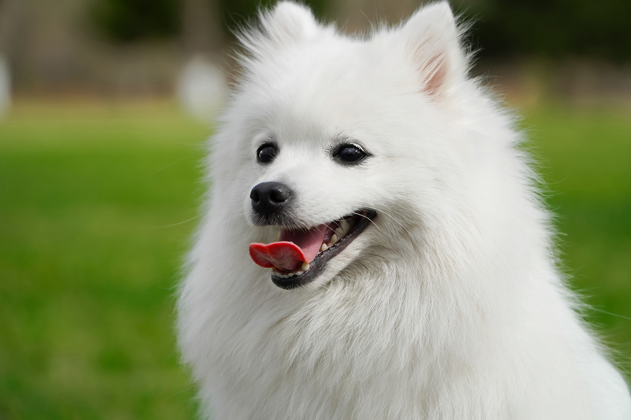 japanese eskimo dog