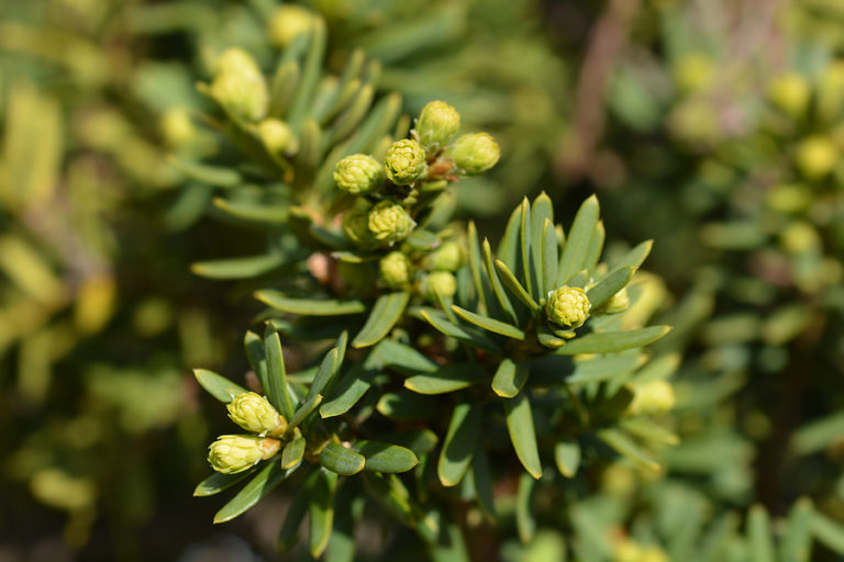 Poisonous Plants For Dogs