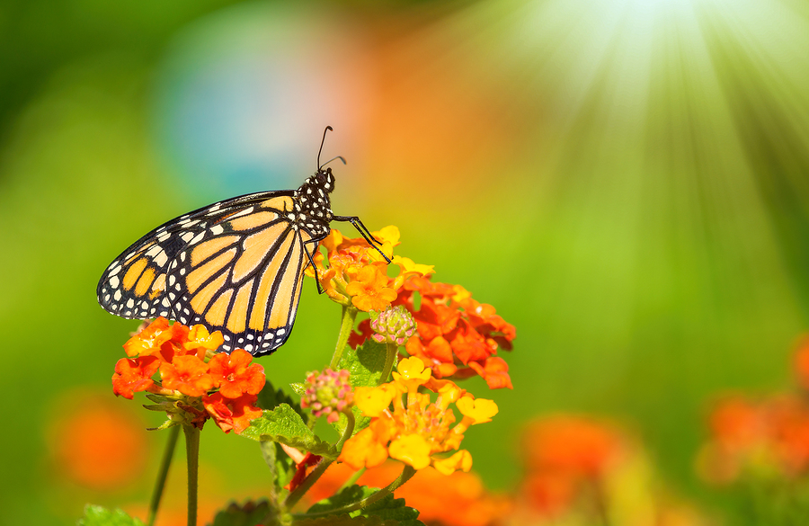 Monarch butterfly basking on lantana flowers. Great for butterflies, but toxic for dogs © bigstockphoto.com / krisrobin