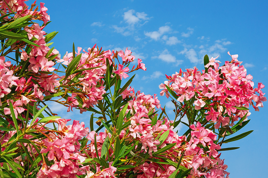Bright Pink Flowers Of Oleander Tree © bigstockphoto.com / HelgaGont