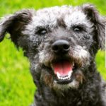 Patterdale Terrier - all you need to know | DogsGossip.com