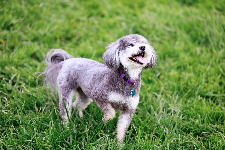 Schnoodle playing in the park. © bigstockphoto.com / yhelfman