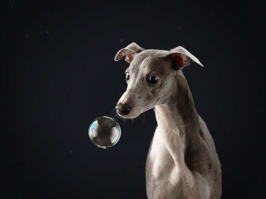 Whippet Fast and Beautiful facts