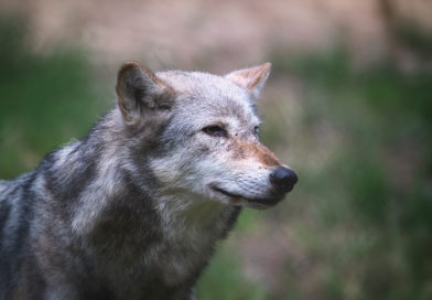 wolf names © bigstockphoto.com / Rixie