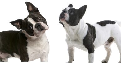 Boston Terrier vs French Bulldog key differences