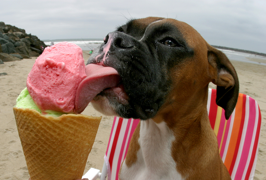 Can dogs eat ice cream? is it safe?