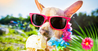 can dogs eat ice cream? is is safe?