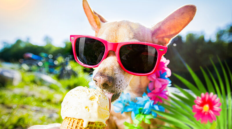 can dogs eat ice cream? is is safe?