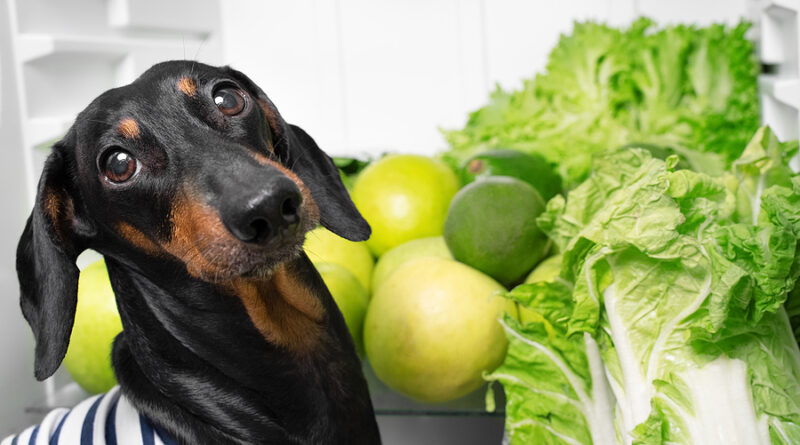 can dogs eat lettuce?