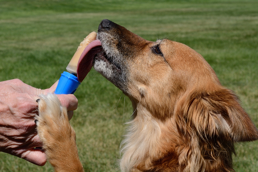 is it okay for dogs to eat peanut butter