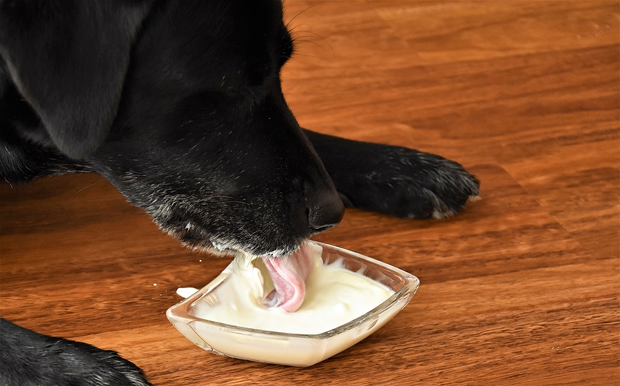 can dogs eat yogurt? is it bad?