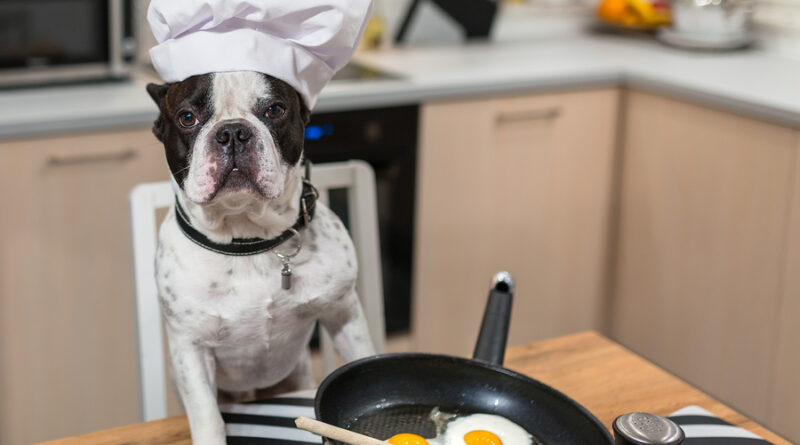 can dogs eat eggs?