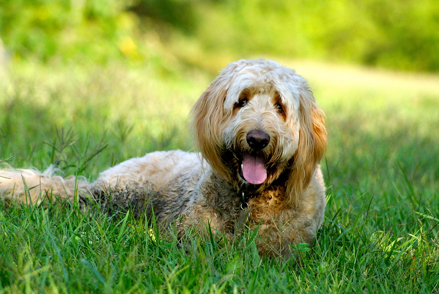 Goldendoodle - all you need to know