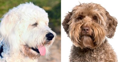 Labradoodle vs goldendoodle key differences you need to know