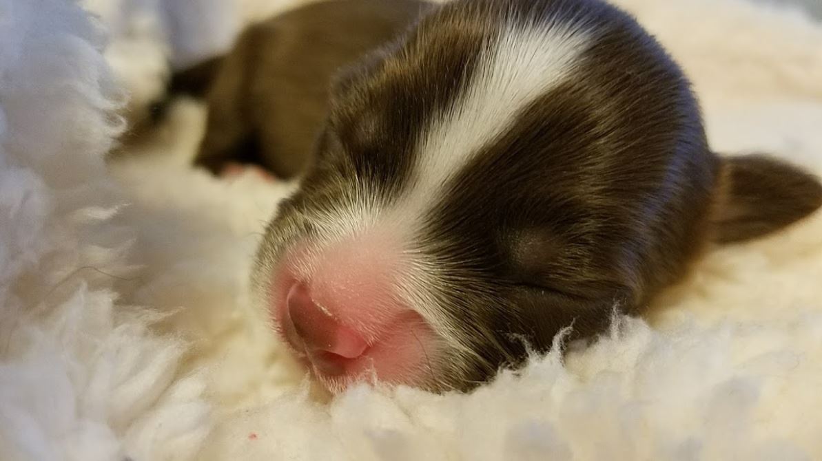 dog-pregnancy-calculator-dog-calendar-dogsgossip