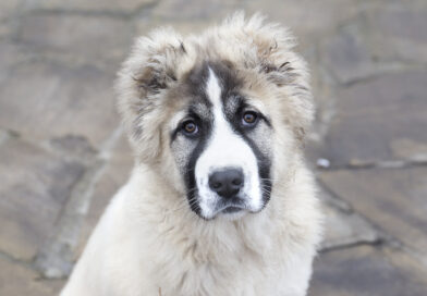 Russian Bear Dog - Breed profile characteristics and facts