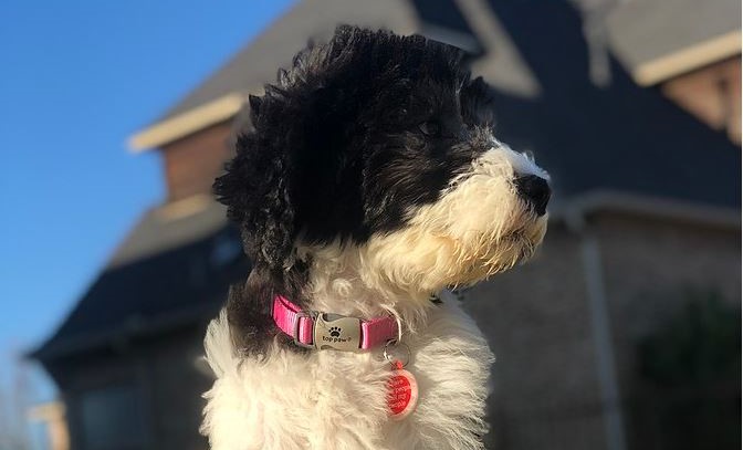 Sheepadoodle - Breed profile, characteristics and facts