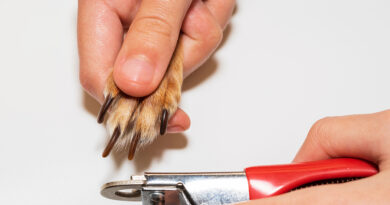 best dog nail trimmers