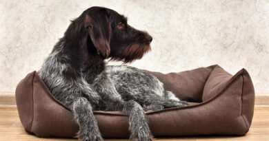 german wirehaired pointer lying in a dog bed