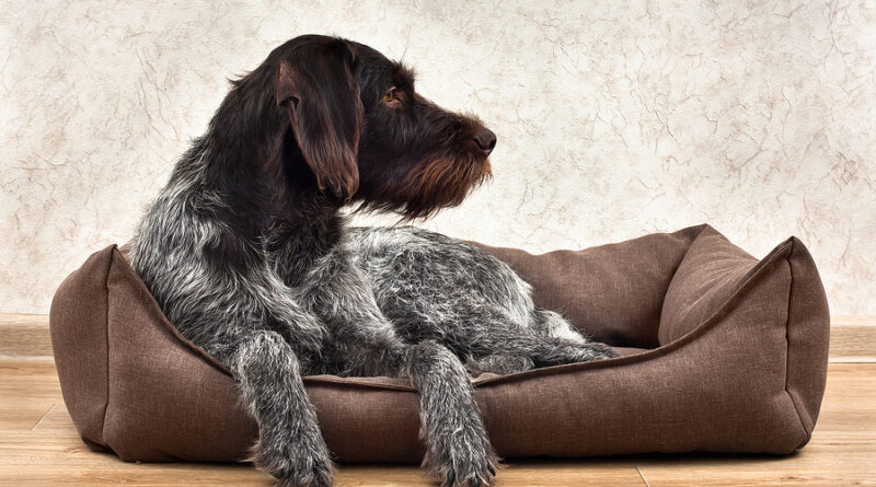 german wirehaired pointer lying in a dog bed