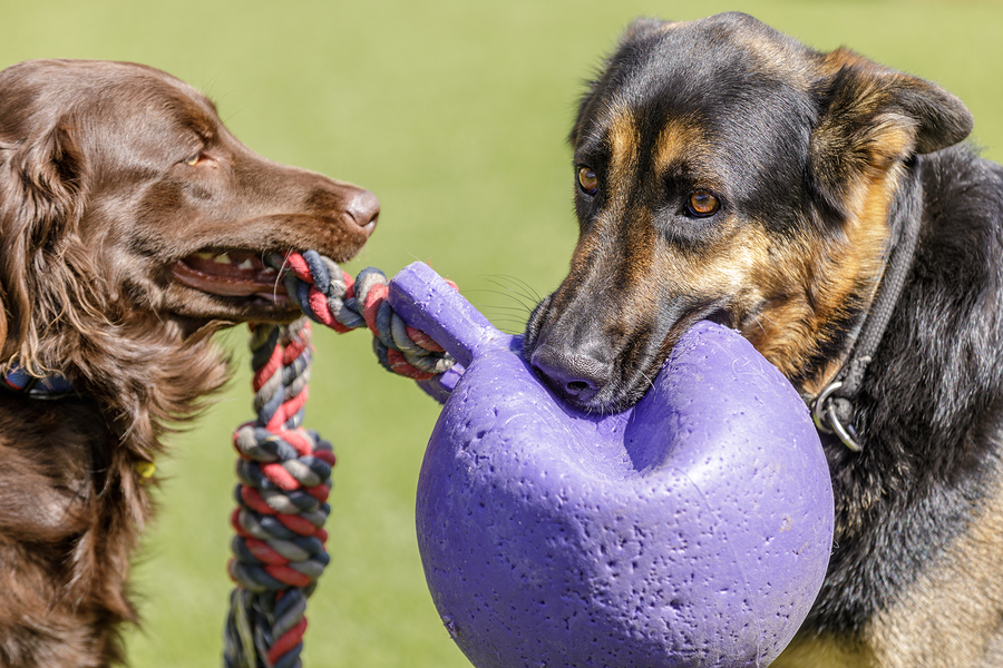 Best HeavyDuty Dog Toys get the facts