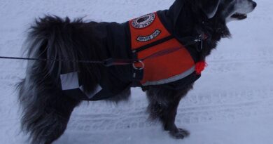 service dog. best emotional support dog vests
