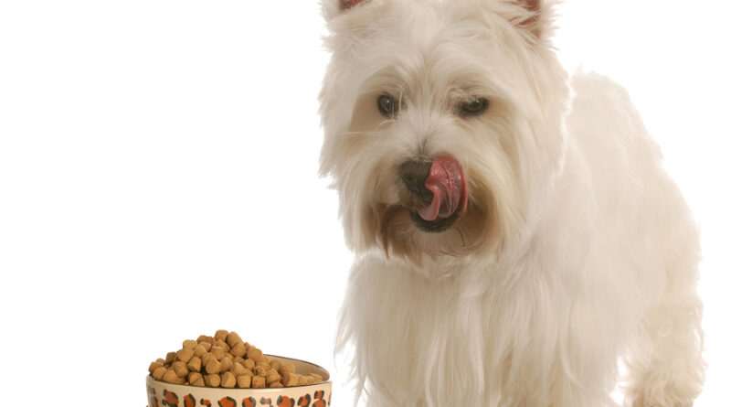 Westie eating best canned dog food